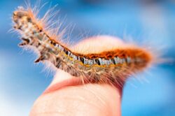 Processierupsuitslag